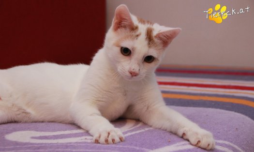 Katze Pete