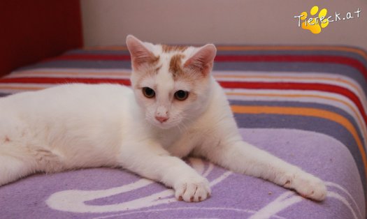 Katze Pete (Foto by Tiereck.at - Lavanttaler Tierhilfe)