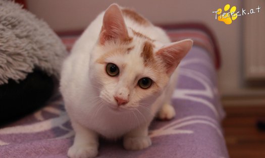 Katze Pete (Foto by Tiereck.at - Lavanttaler Tierhilfe)