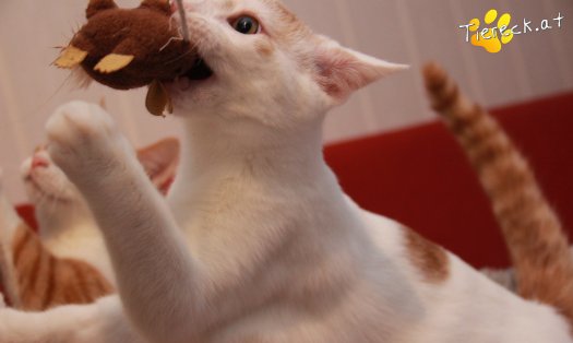 Katze Pete (Foto by Tiereck.at - Lavanttaler Tierhilfe)