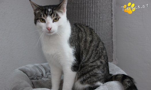 Katze Phyton (Foto by Tiereck.at - Lavanttaler Tierhilfe)