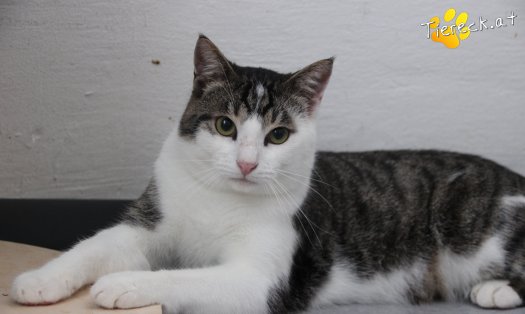 Katze Phyton (Foto by Tiereck.at - Lavanttaler Tierhilfe)