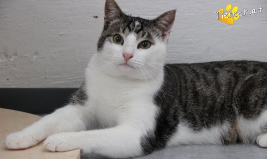 Katze Phyton (Foto by Tiereck.at - Lavanttaler Tierhilfe)
