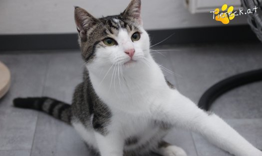 Katze Phyton (Foto by Tiereck.at - Lavanttaler Tierhilfe)