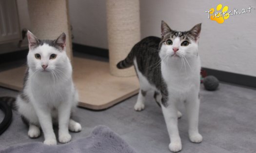 Katze Phyton (Foto by Tiereck.at - Lavanttaler Tierhilfe)