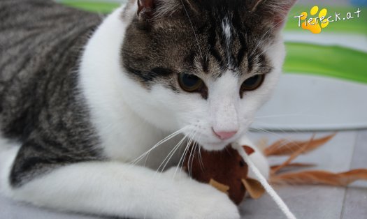 Katze Phyton (Foto by Tiereck.at - Lavanttaler Tierhilfe)