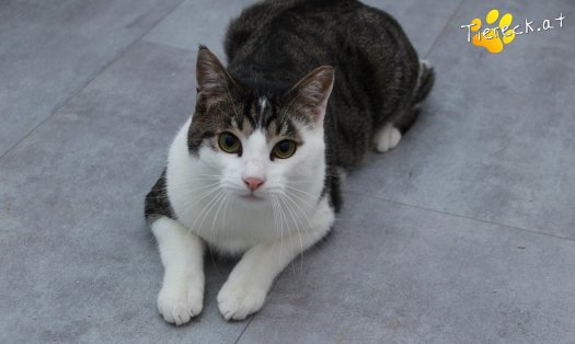Katze Phyton (Foto by Tiereck.at - Lavanttaler Tierhilfe)