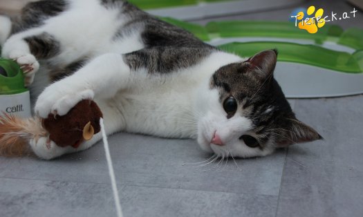 Katze Phyton (Foto by Tiereck.at - Lavanttaler Tierhilfe)