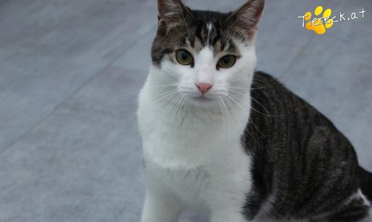 Katze Phyton (Foto by Tiereck.at - Lavanttaler Tierhilfe)