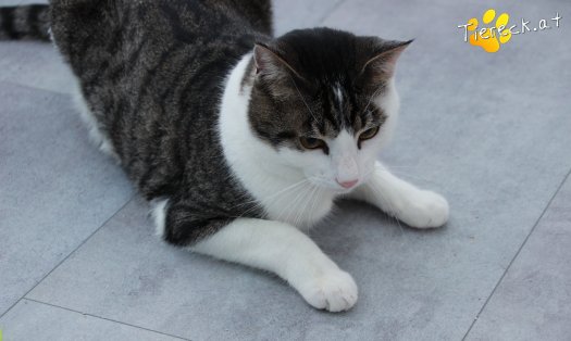 Katze Phyton (Foto by Tiereck.at - Lavanttaler Tierhilfe)