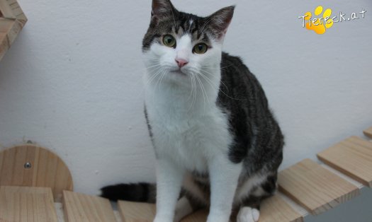 Katze Phyton (Foto by Tiereck.at - Lavanttaler Tierhilfe)
