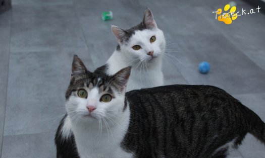Katze Phyton (Foto by Tiereck.at - Lavanttaler Tierhilfe)