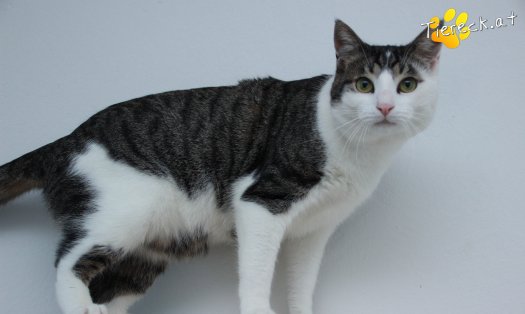 Katze Phyton (Foto by Tiereck.at - Lavanttaler Tierhilfe)
