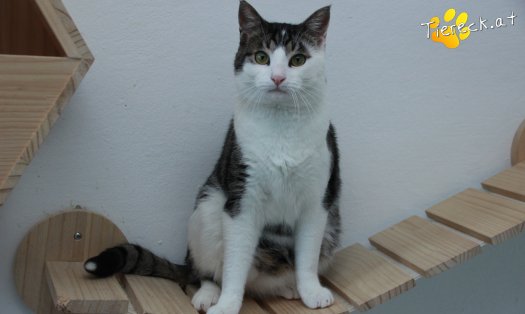 Katze Phyton (Foto by Tiereck.at - Lavanttaler Tierhilfe)