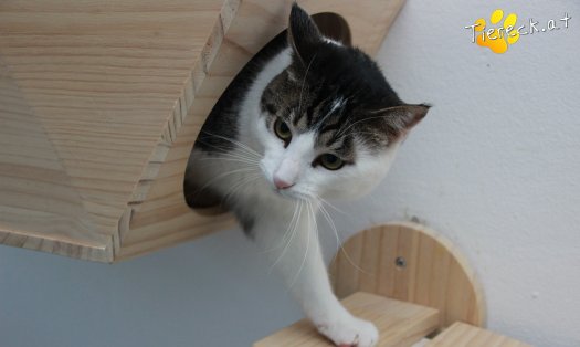 Katze Phyton (Foto by Tiereck.at - Lavanttaler Tierhilfe)