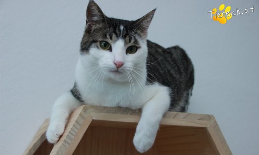 Katze Phyton (Foto by Tiereck.at - Lavanttaler Tierhilfe)