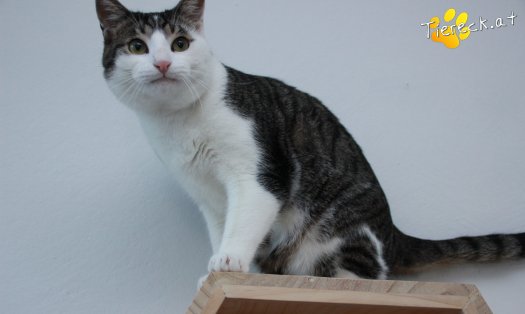 Katze Phyton (Foto by Tiereck.at - Lavanttaler Tierhilfe)