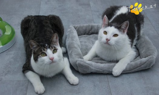 Katze Phyton (Foto by Tiereck.at - Lavanttaler Tierhilfe)