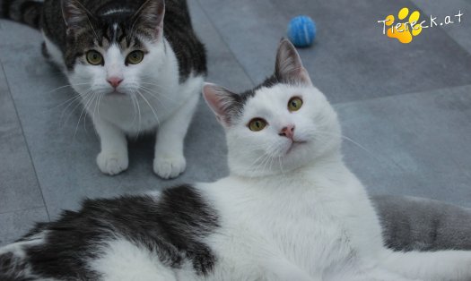 Katze Phyton (Foto by Tiereck.at - Lavanttaler Tierhilfe)