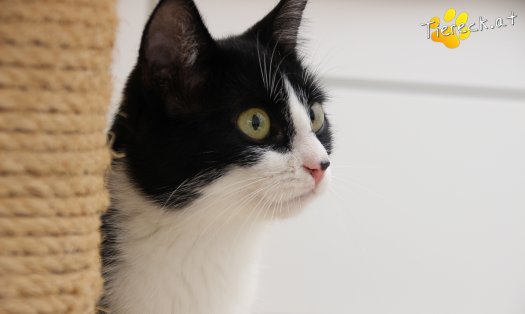 Katze Rosanne (Foto by Tiereck.at - Lavanttaler Tierhilfe)