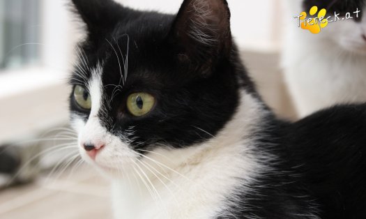 Katze Rosanne (Foto by Tiereck.at - Lavanttaler Tierhilfe)