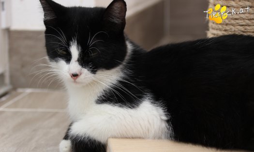 Katze Rosanne (Foto by Tiereck.at - Lavanttaler Tierhilfe)