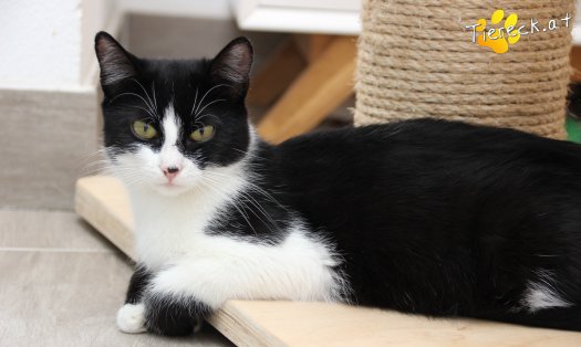 Katze Rosanne (Foto by Tiereck.at - Lavanttaler Tierhilfe)