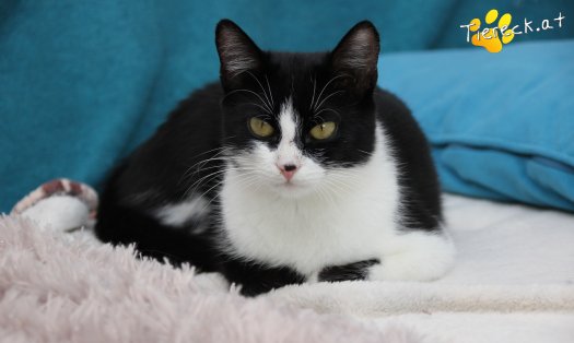 Katze Rosanne (Foto by Tiereck.at - Lavanttaler Tierhilfe)