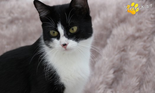 Katze Rosanne (Foto by Tiereck.at - Lavanttaler Tierhilfe)