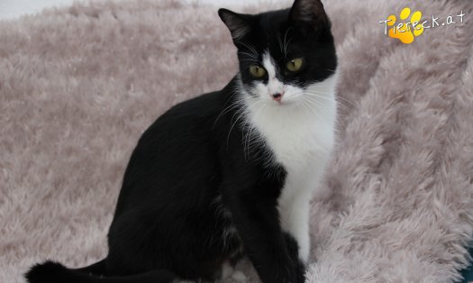 Katze Rosanne (Foto by Tiereck.at - Lavanttaler Tierhilfe)
