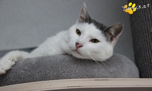 Katze Monty (Foto by Tiereck.at - Lavanttaler Tierhilfe)