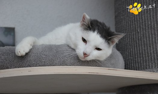 Katze Monty (Foto by Tiereck.at - Lavanttaler Tierhilfe)