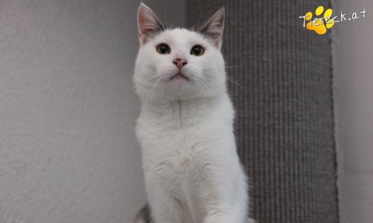 Katze Monty (Foto by Tiereck.at - Lavanttaler Tierhilfe)