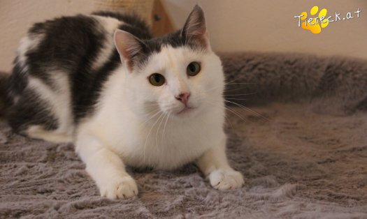 Katze Monty (Foto by Tiereck.at - Lavanttaler Tierhilfe)