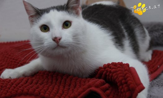 Katze Monty (Foto by Tiereck.at - Lavanttaler Tierhilfe)