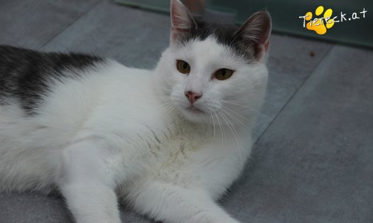 Katze Monty (Foto by Tiereck.at - Lavanttaler Tierhilfe)