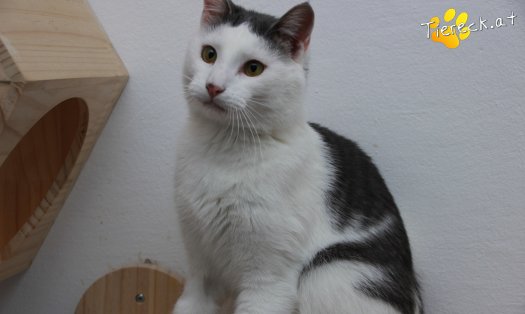 Katze Monty (Foto by Tiereck.at - Lavanttaler Tierhilfe)