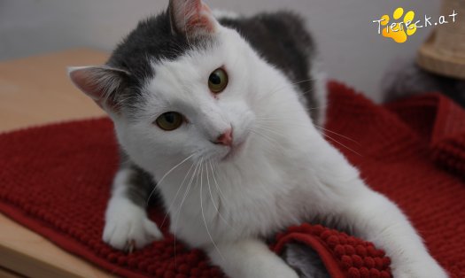 Katze Monty (Foto by Tiereck.at - Lavanttaler Tierhilfe)