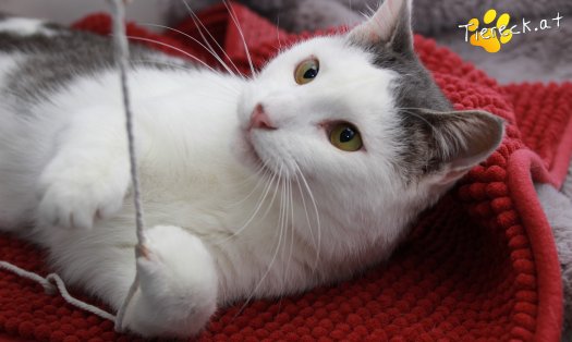 Katze Monty (Foto by Tiereck.at - Lavanttaler Tierhilfe)