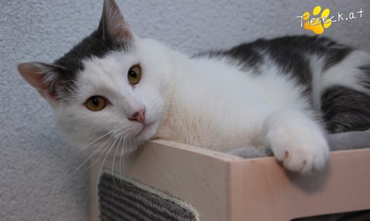 Katze Monty (Foto by Tiereck.at - Lavanttaler Tierhilfe)