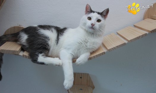 Katze Monty (Foto by Tiereck.at - Lavanttaler Tierhilfe)