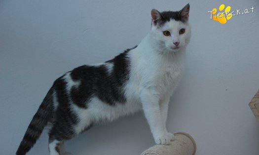 Katze Monty (Foto by Tiereck.at - Lavanttaler Tierhilfe)