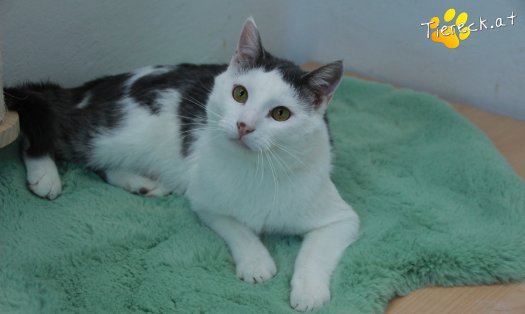 Katze Monty (Foto by Tiereck.at - Lavanttaler Tierhilfe)
