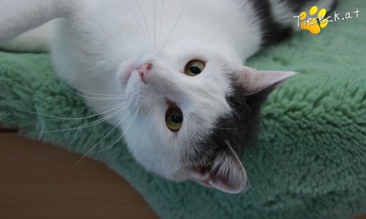 Katze Monty (Foto by Tiereck.at - Lavanttaler Tierhilfe)