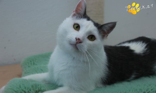 Katze Monty (Foto by Tiereck.at - Lavanttaler Tierhilfe)