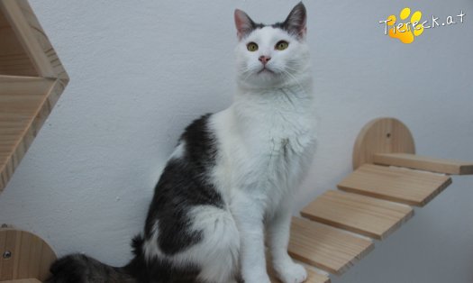 Katze Monty (Foto by Tiereck.at - Lavanttaler Tierhilfe)