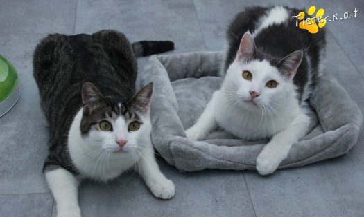 Katze Monty (Foto by Tiereck.at - Lavanttaler Tierhilfe)