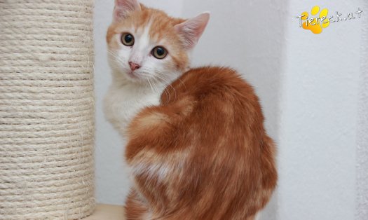 Katze Jesper (Foto by Tiereck.at - Lavanttaler Tierhilfe)