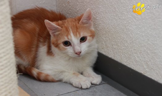 Katze Jesper (Foto by Tiereck.at - Lavanttaler Tierhilfe)