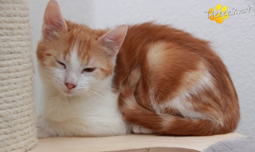 Katze Jesper (Foto by Tiereck.at - Lavanttaler Tierhilfe)